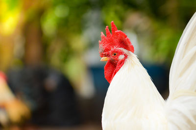 Close-up of rooster