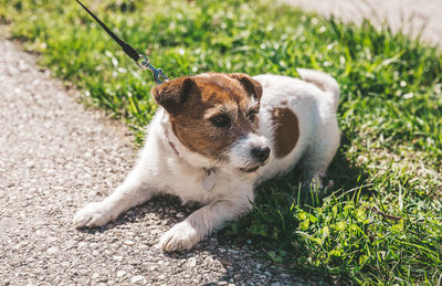 A small jack russell terrier dog walking with his owner in a city alley. outdoor pets