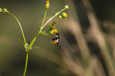 Close-up of insect on plant