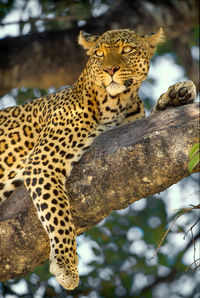 Close-up of leopard