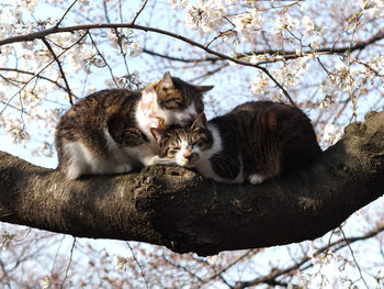 Low angle view of cat on tree