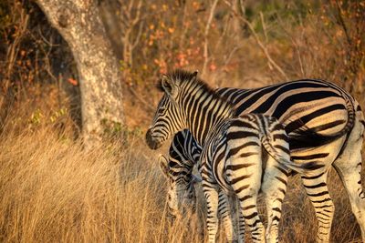 View of zebra standing on field