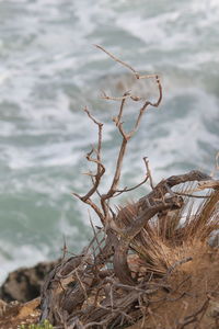 Close-up of tree by lake against sky