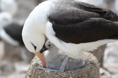 Close-up of bird perching outdoors