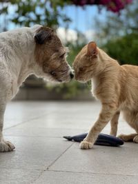 Side view of two dogs