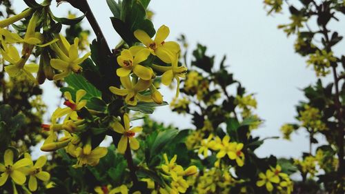 Close-up of yellow flowers blooming on tree