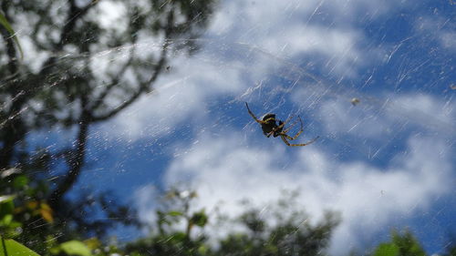 Low angle view of spider on web