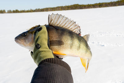 Cropped hand of person holding fish