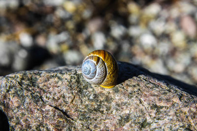 Close-up of snail