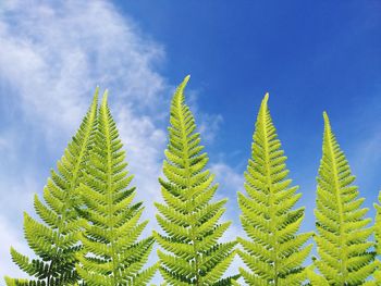 Low angle view of green leaves against sky