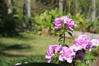 Close-up of pink flowers