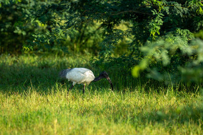 Side view of a bird on field