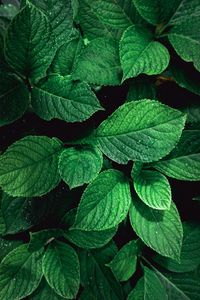 Green plant leaves textured in the nature in autumn