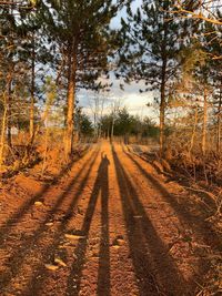Road amidst trees in forest during autumn