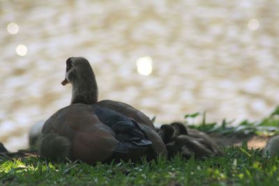 Close-up of duck swimming on lake