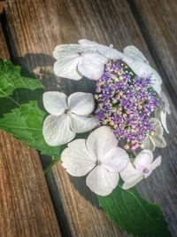 High angle view of purple flowers on table