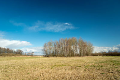 A group of trees on a meadow and a beautiful blue sky, view on a spring day