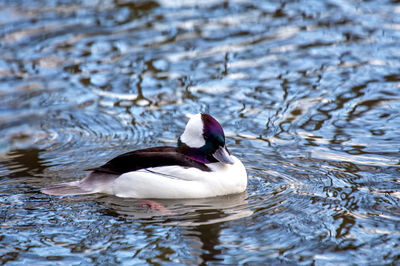 Duck swimming in lake