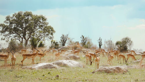  antelope in a field