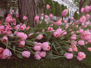 Close-up of pink flowering plants in park