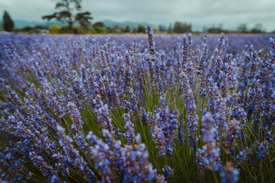 Close-up of purple flowering plants on field