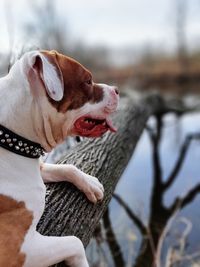 Close-up of dog looking away