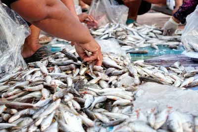 View of fish for sale at market