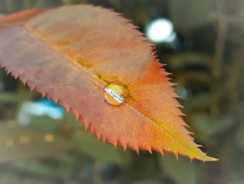 Close-up of dry leaf against blurred background