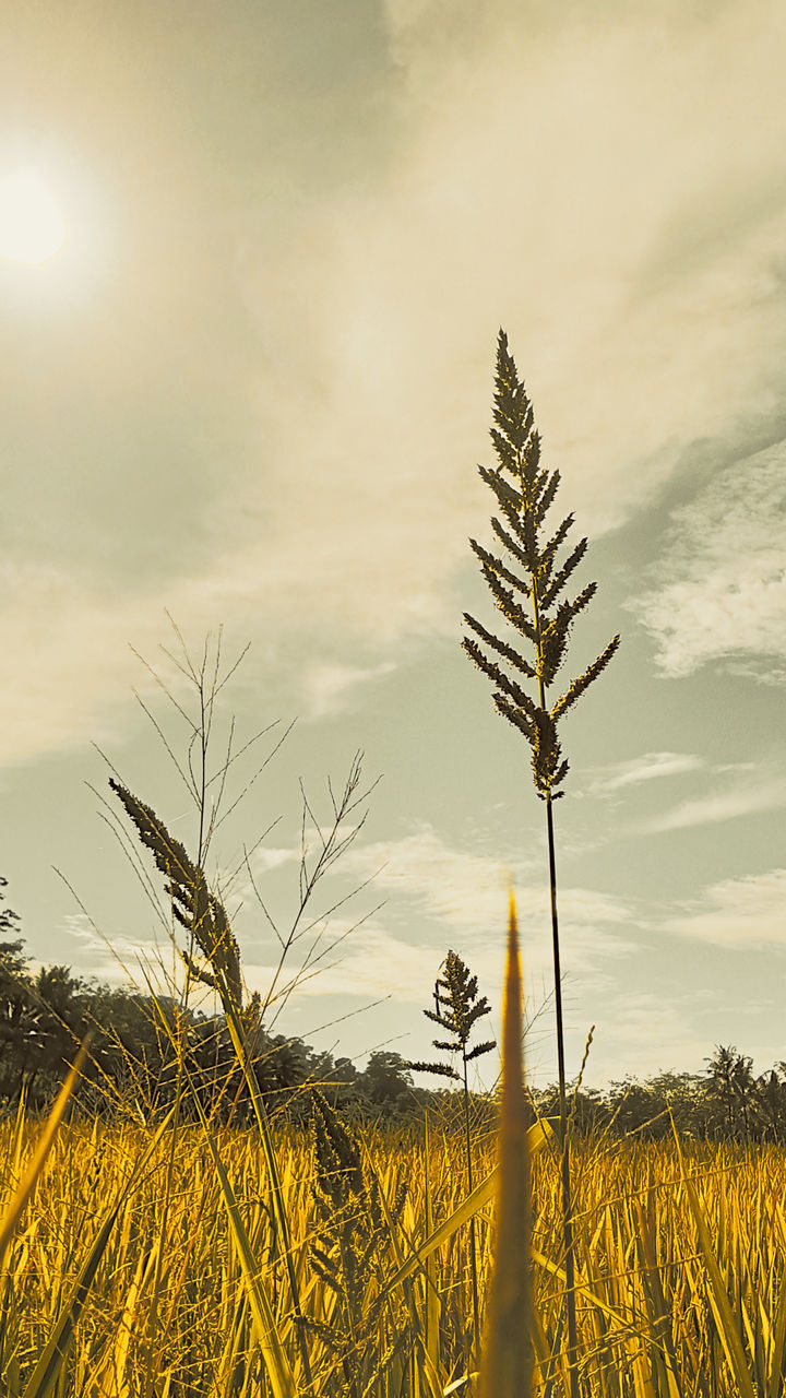 sky, plant, landscape, field, land, nature, agriculture, environment, crop, rural scene, cloud, grass, growth, cereal plant, beauty in nature, food, prairie, scenics - nature, horizon, tranquility, sunset, no people, flower, sunlight, yellow, farm, wheat, outdoors, tranquil scene, tree, sun, barley, non-urban scene, corn, summer, food and drink, idyllic, day, back lit, environmental conservation