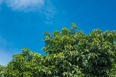 Low angle view of plants against blue sky