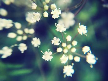 Close-up of white flowers