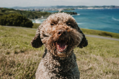 Portrait of dog sticking out tongue on land