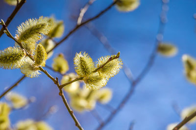 Beautiful willow branches with spring blossoms during morning hours. seasonal scenery of europe.