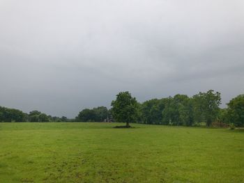 Trees on field against sky