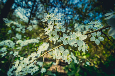 Close-up of white cherry blossoms in spring