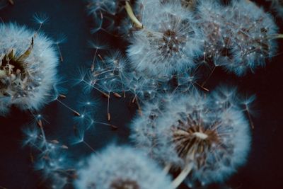 Close-up of white dandelion flower