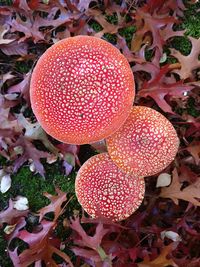 Close-up of fly agaric mushroom