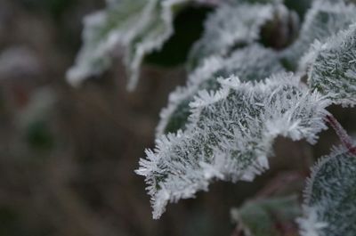 Close-up of frozen plant