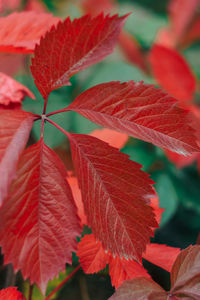 Close-up of red leaves