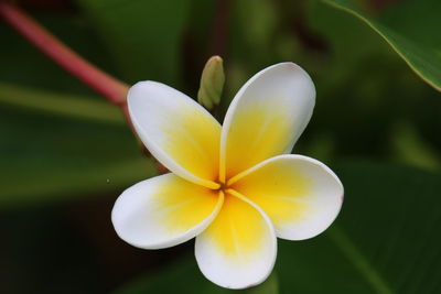 Close-up of white flowering plant