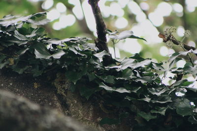 Close-up of flowers growing on tree trunk