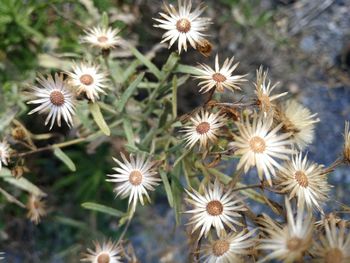 Close-up of flowers blooming outdoors