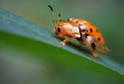 Close-up of insect on leaf