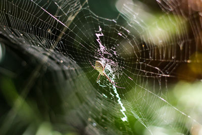 Close-up of spider web