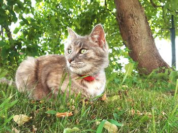 Cat looking away on field