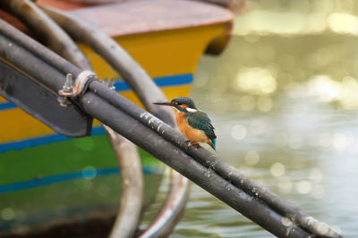 Close-up of bird perching on branch