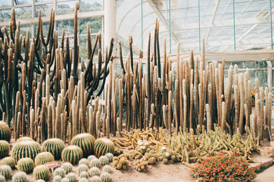 Close-up of cactus plants on field