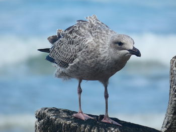 Close-up of seagull perching on rock