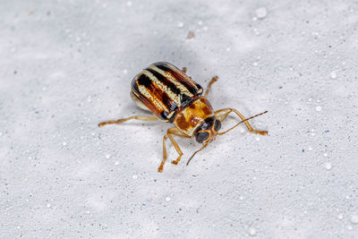 High angle view of insect on sand