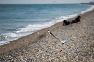 Seagull flying over beach against woman